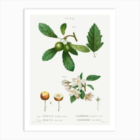 Southern Crabapple, Pierre Joseph Redoute Art Print