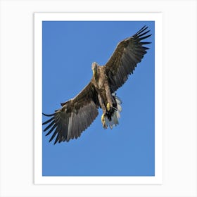 Golden Eagle In Flight Art Print