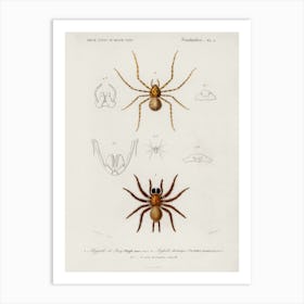 Different Types Of Spiders, Charles Dessalines D' Orbigny Art Print
