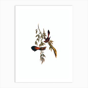 Vintage Rufous Fronted Fantail Bird Illustration on Pure White n.0345 Art Print