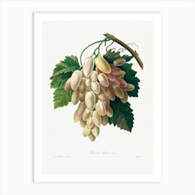 White Grape From Choix Des Plus Belles Fleurs, Pierre Joseph Redouté Art Print