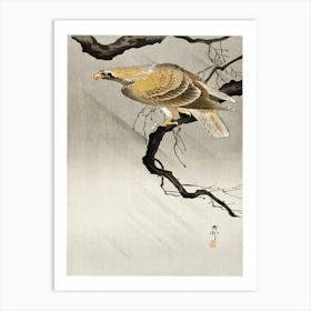 Eagle On Branch (1900 1910), Ohara Koson Art Print