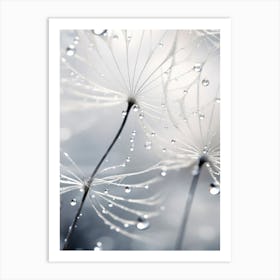 Drops On Dandelion No 2 Art Print