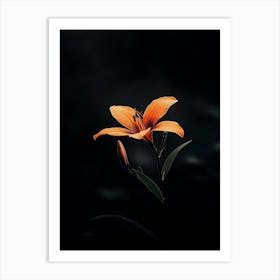 Orange Lily 2 Art Print