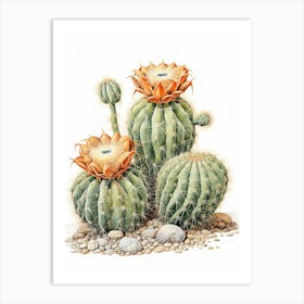 Vintage Cactus Illustration Lophophora Williamsii Art Print