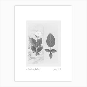 Morning Glory Botanical Collage 4 Art Print