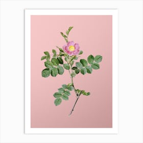 Vintage Pink Sweetbriar Rose Botanical on Soft Pink n.0769 Art Print