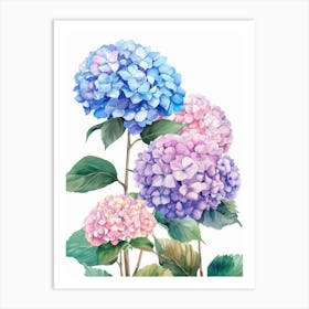 Hydrangea 1 Art Print