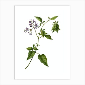 Vintage Bittersweet Botanical Illustration on Pure White Art Print