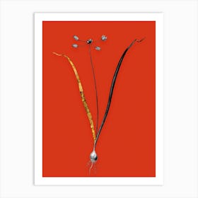 Vintage Allium Scorzonera Folium Black and White Gold Leaf Floral Art on Tomato Red n.0926 Art Print