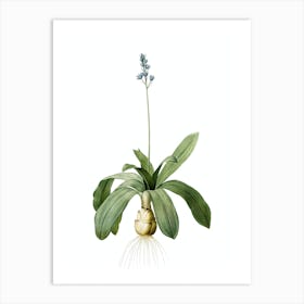 Vintage Scilla Lilio Hyacinthus Botanical Illustration on Pure White n.0677 Art Print