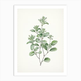 Marjoram Vintage Botanical Herbs 2 Art Print