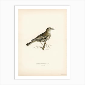 Turdus Viscivorus, The Von Wright Brothers Art Print