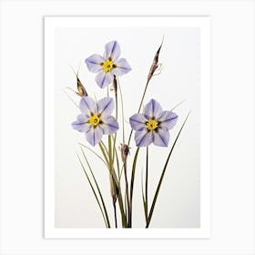 Pressed Wildflower Botanical Art Blue Eyed Grass 3 Art Print