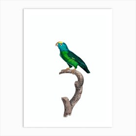 Vintage Tui Parakeet Bird Illustration on Pure White Art Print