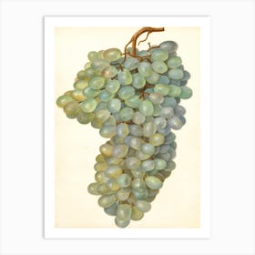 Vitis Almeria Art Print