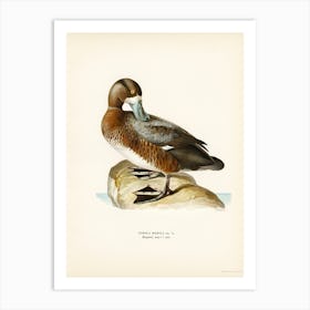 Greate Scaup, Scaup Male (Nyroca Marila), The Von Wright Brothers Art Print