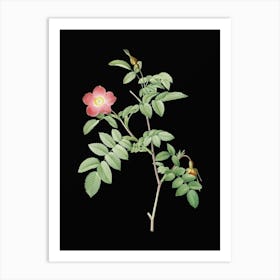Vintage Pink Alpine Rose Botanical Illustration on Solid Black n.0717 Art Print