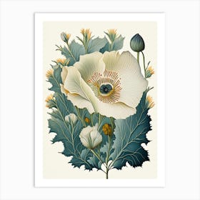 Matilija Poppy Wildflower Vintage Botanical 2 Art Print