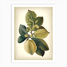 Quince Leaf Vintage Botanical 1 Art Print