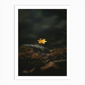 Single Yellow Flower 50 Art Print