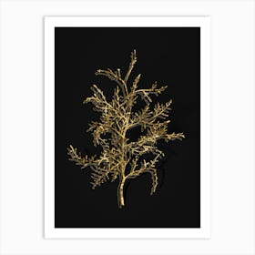 Vintage Sictus Tree Botanical in Gold on Black n.0509 Art Print