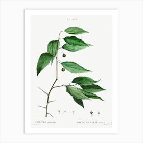 European Nettle Tree, Pierre Joseph Redoute Art Print