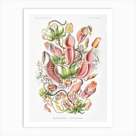 Nepenthaceae–Kannenpflanzen, Ernst Haeckel Art Print