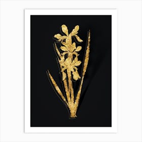 Vintage Yellow Banded Iris Botanical in Gold on Black n.0514 Art Print