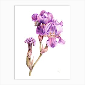 Purple Iris Drawing Art Print