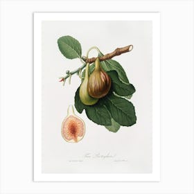 Fig (Ficus Carica) From Pomona Italiana (1817-1839), Giorgio Gallesio Art Print