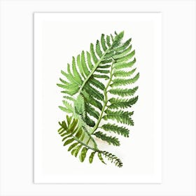 Hare S Foot Fern Watercolour Art Print