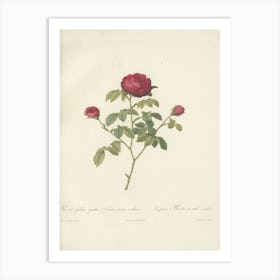 Rose Illustration, Pierre Joseph Redoute(108) Art Print