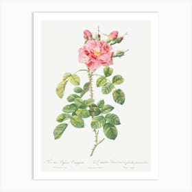 Variegated Four Seasons Rose, Pierre Joseph Redoute Art Print