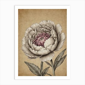 Peony 3 Art Print