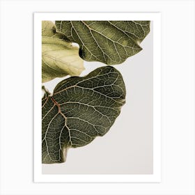 Abutifolia 01 Art Print