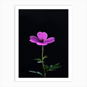 Single Purple Flower On Black Background Art Print