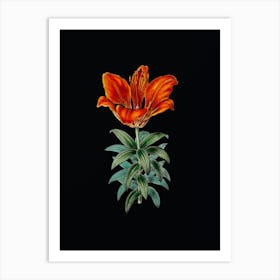 Vintage Blood Red Lily Flower Botanical Illustration on Solid Black n.0246 Art Print