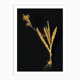 Vintage Gladiolus Mucronatus Botanical in Gold on Black n.0189 Art Print