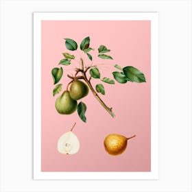 Vintage Pear Botanical on Soft Pink 1 Art Print