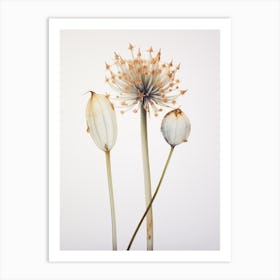 Pressed Wildflower Botanical Art Ramps Allium 1 Art Print