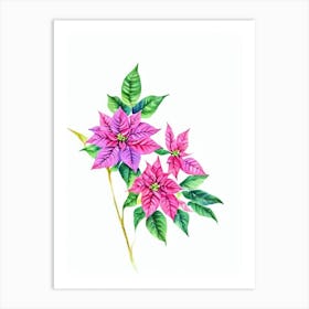 Poinsettia Watercolour Flower Art Print