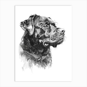 Rottweiler Dog Line Sketch3 Art Print