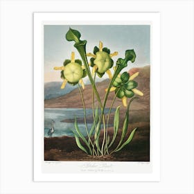 Pitcher Plant From The Temple Of Flora (1807), Robert John Thornton Art Print