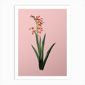 Vintage Antholyza Aethiopica Botanical on Soft Pink n.0599 Art Print