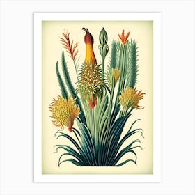 Kniphofia Floral 1 Botanical Vintage Poster Flower Art Print