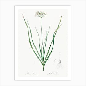 Allium Tartaricum, Pierre Joseph Redoute Art Print