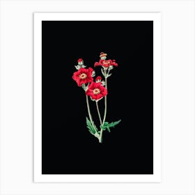 Vintage Chilian Guem Flower Botanical Illustration on Solid Black n.0822 Art Print