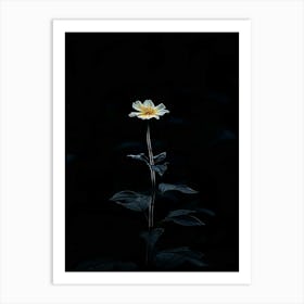 Single Flower In The Dark 14 Art Print