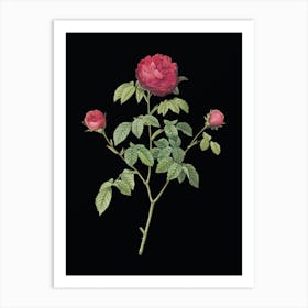 Vintage Agatha Rose in Bloom Botanical Illustration on Solid Black n.0241 Art Print